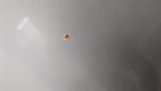  Капот серебристый Mazda 3 BK Арт 20793861, вид 5