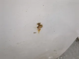  Дверь передняя правая белая Audi A6 C6 (S6,RS6) Арт 21065791, вид 2